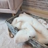 Couverture pour animaux en fausse fourrure crème de Richmond | Couvertures pour chiens en fausse fourrure crème |