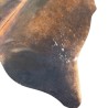 Grande Tappeto in Pelle di Mucca Marrone | Grande Pelle di Mucca Marrone | Pelo Marrone su Pelle